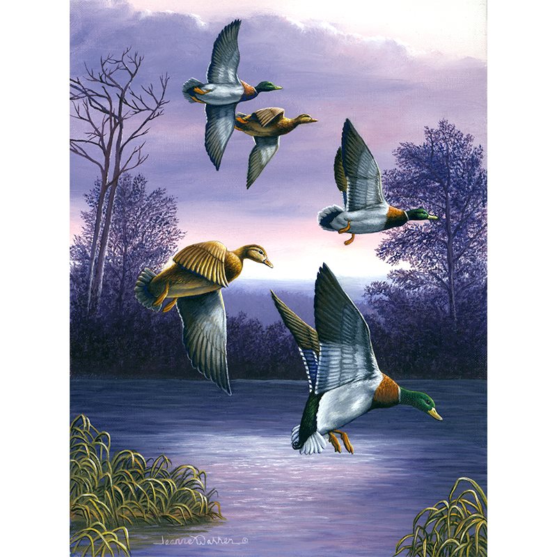 mallard ducks flying